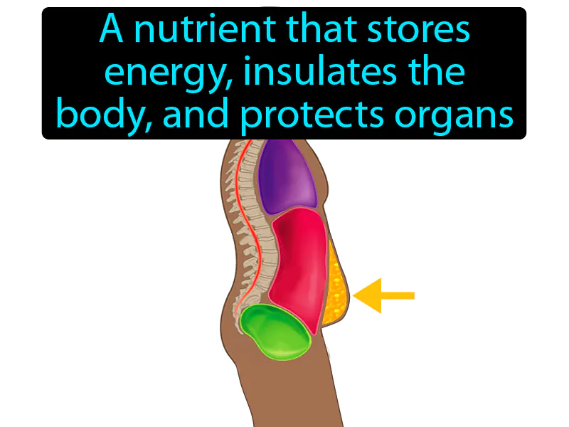 Fat Definition Fat Definition