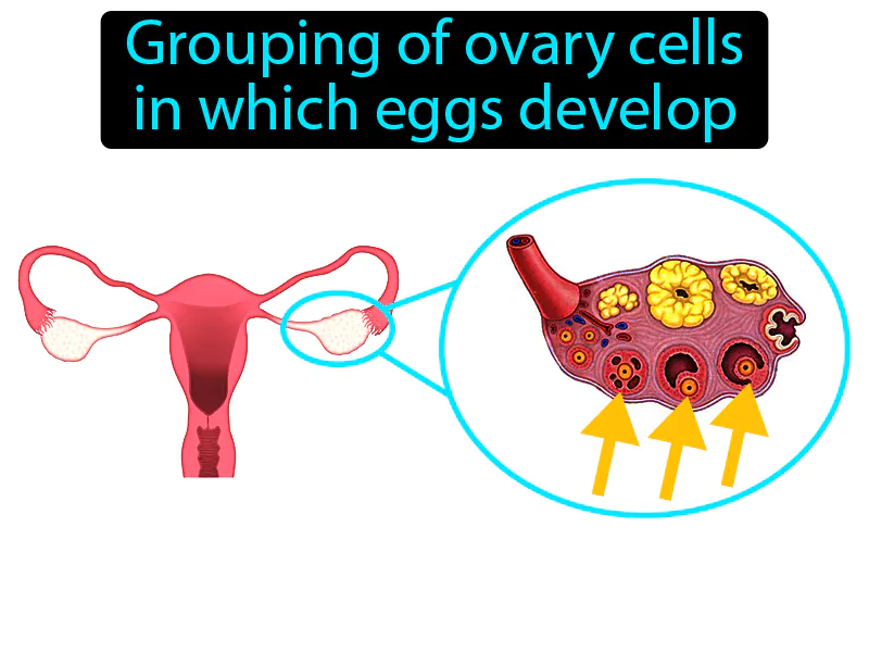 Follicle Definition Follicle Definition