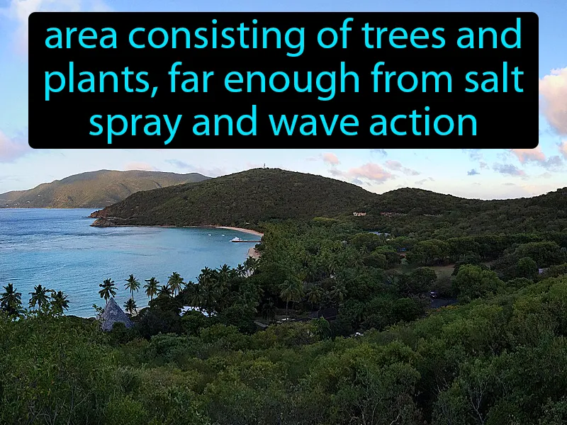 Forest Zone Definition