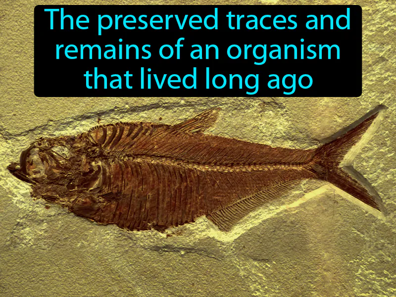Fossil Definition Fossil Definition