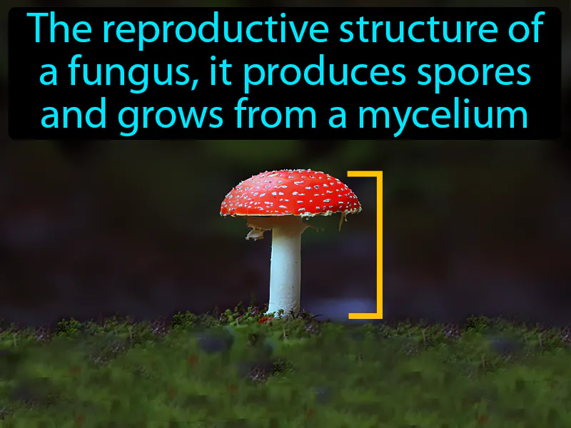 Fruiting Body Definition