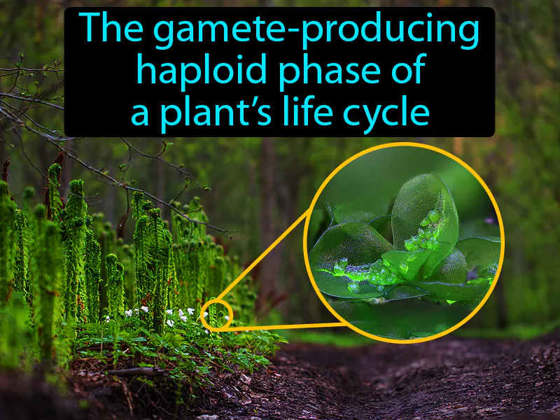 Gametophyte Definition Gametophyte Definition