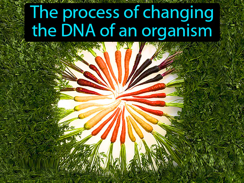Genetic Engineering Definition Genetic Engineering Definition