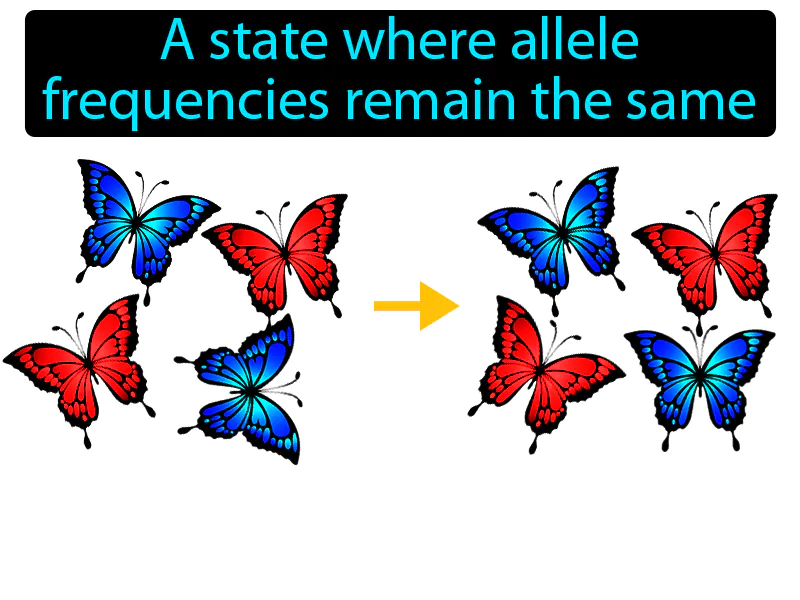 Genetic Equilibrium Definition