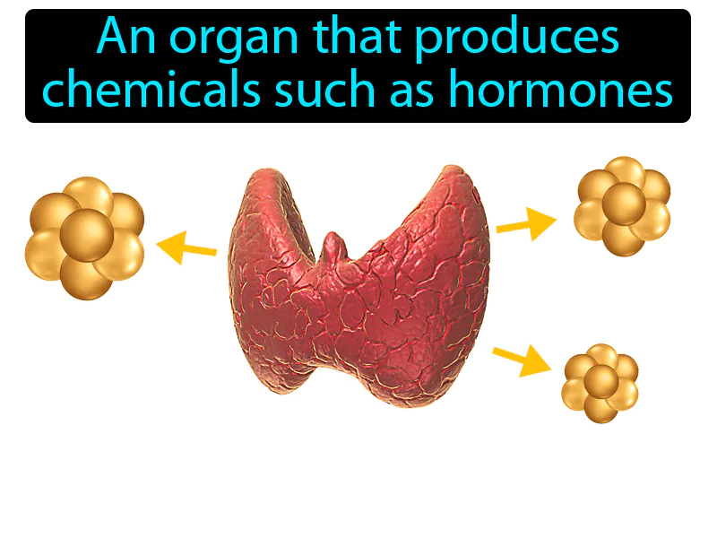 Gland Definition Gland Definition