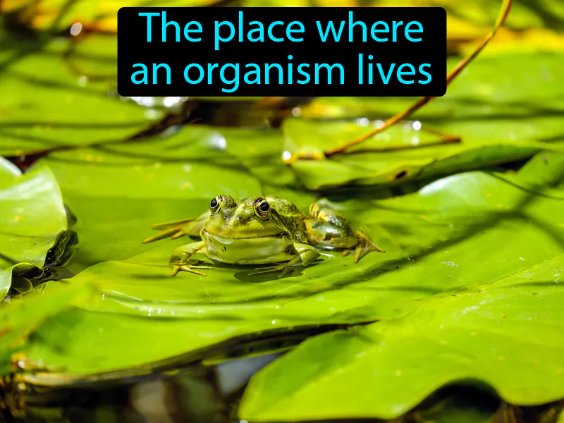 Habitat Definition Habitat Definition