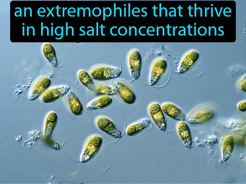 Halophiles Definition Halophiles Definition