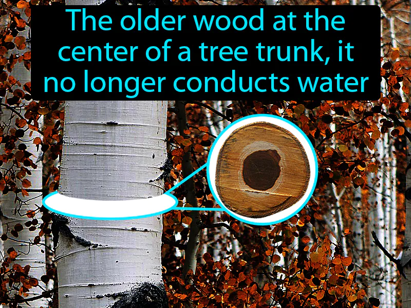 Heartwood Definition Heartwood Definition