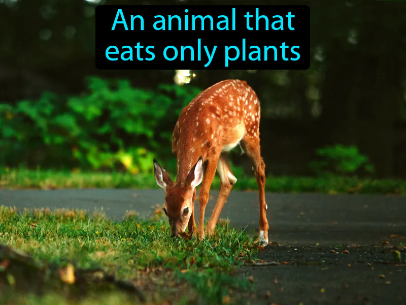 Herbivore Definition