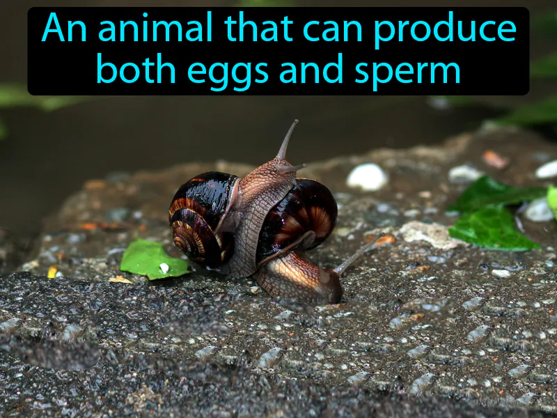 Hermaphrodite Definition