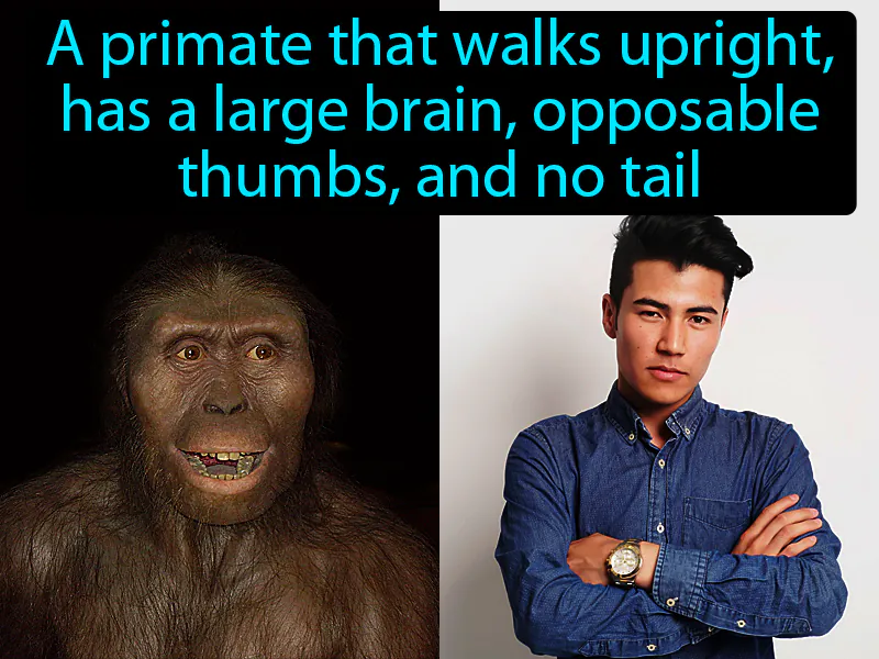 Hominid Definition
