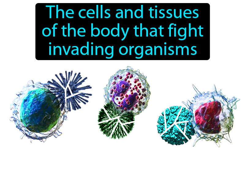 Immune System Definition