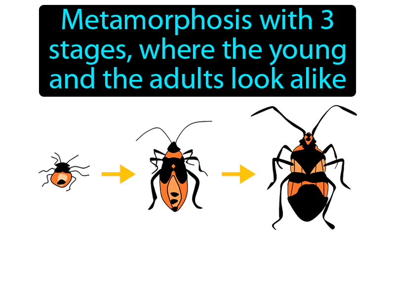 Incomplete Metamorphosis Definition