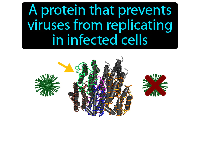 Interferon Definition Interferon Definition