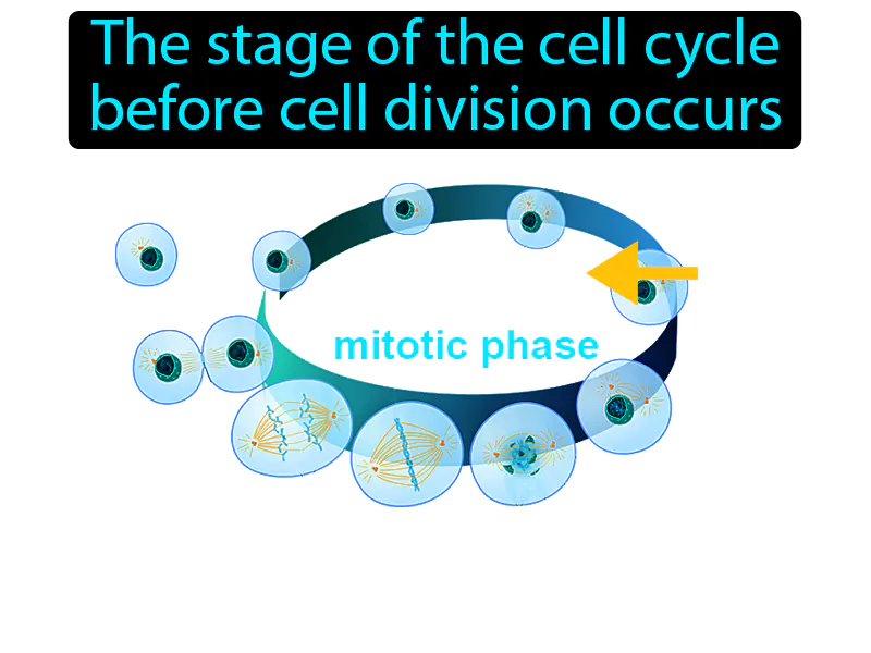 Interphase Definition