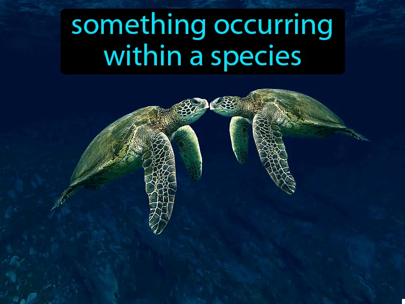 Intraspecific Definition Intraspecific Definition