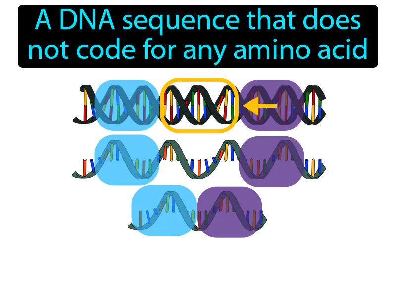 Intron Definition Intron Definition