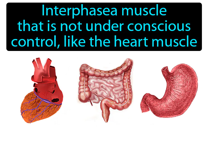 Involuntary Muscle Definition