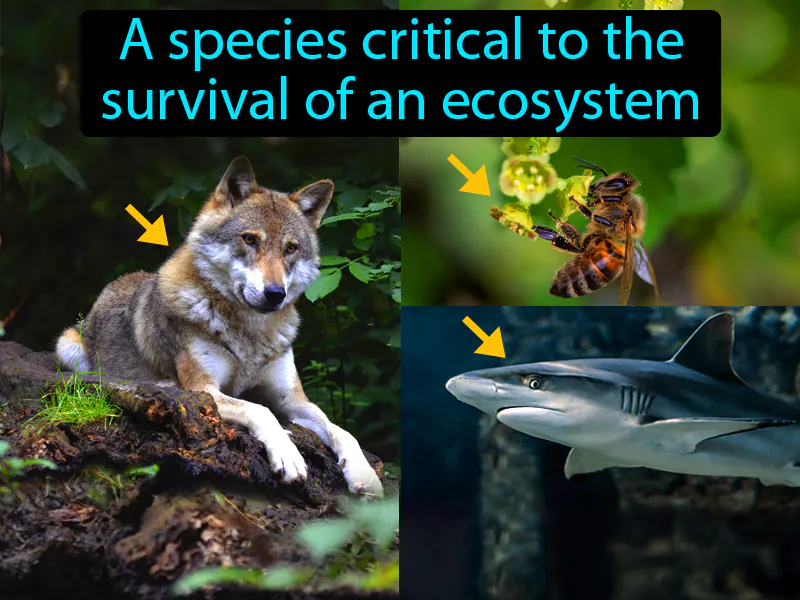 Keystone Species Definition