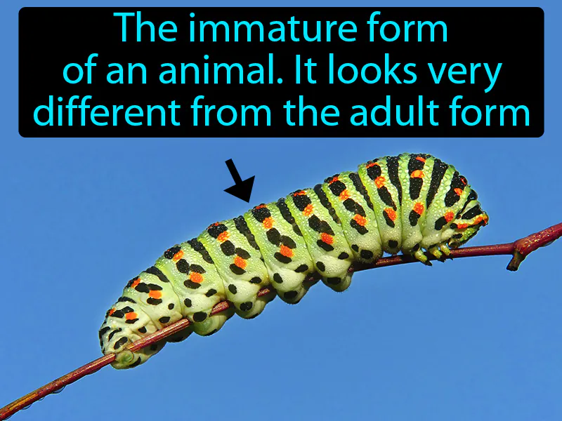 Larva Definition Larva Definition