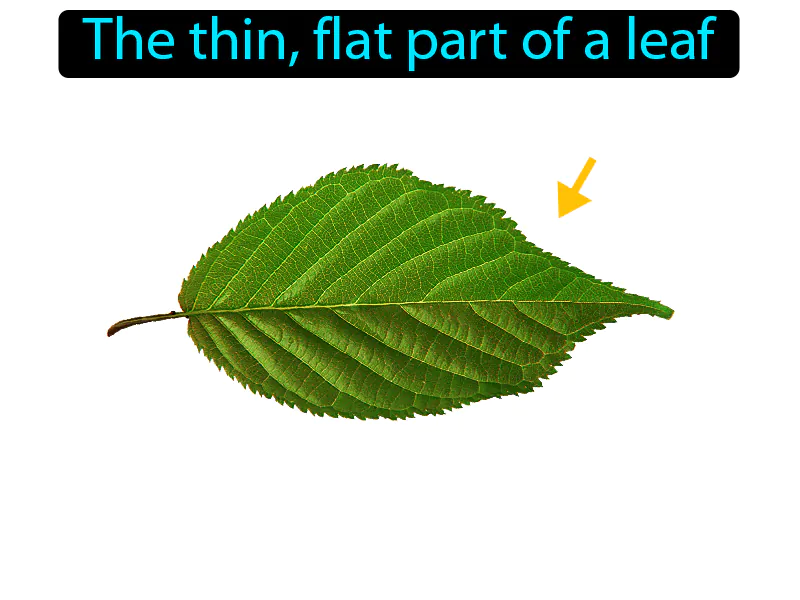 Leaf Blade Definition