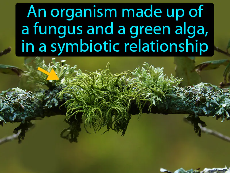 Lichen Definition