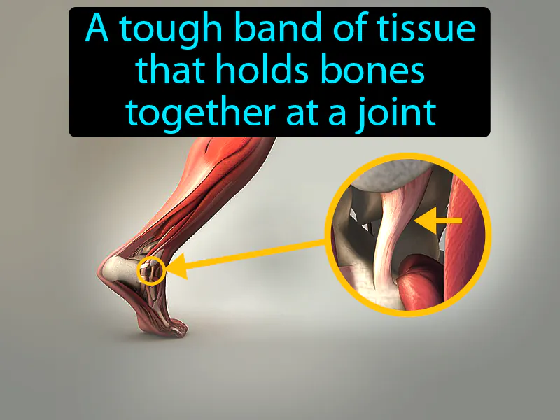 Ligament Definition