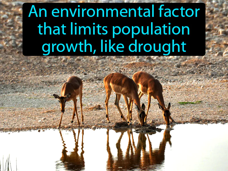 Limiting Factor Definition Limiting Factor Definition