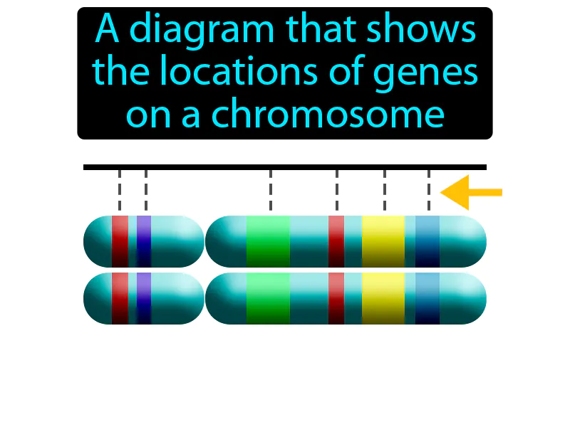 Linkage Map Definition