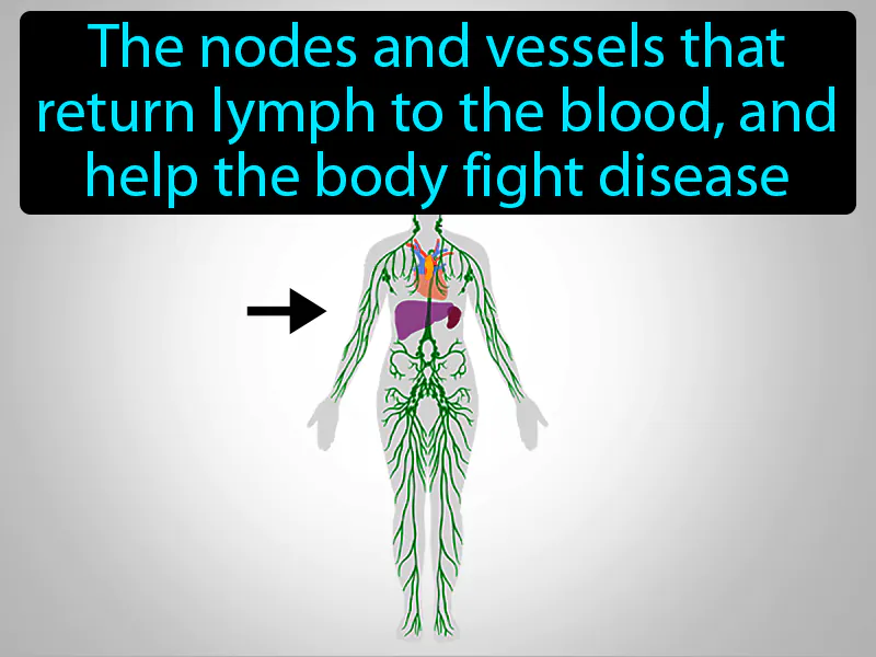Lymphatic System Definition