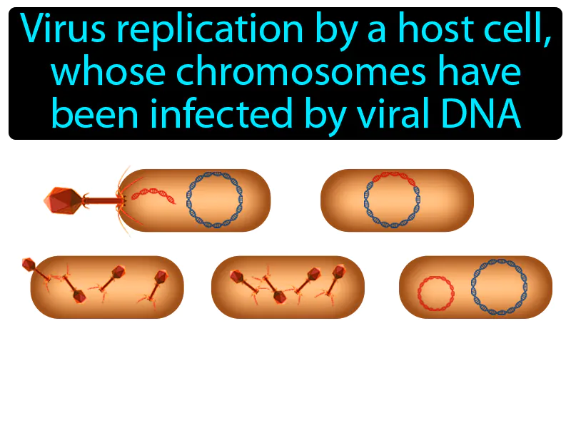 Lysogenic Cycle Definition