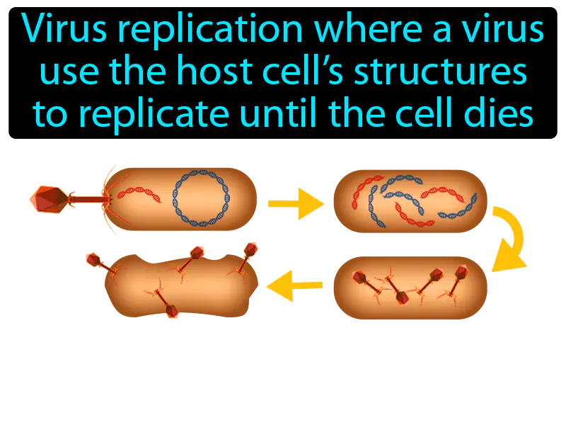 Lytic Cycle Definition