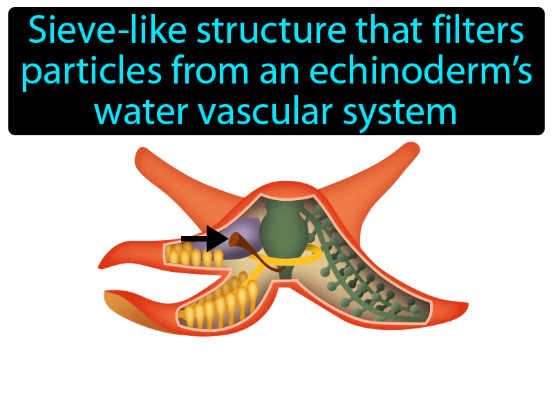 Madreporite Definition Madreporite Definition