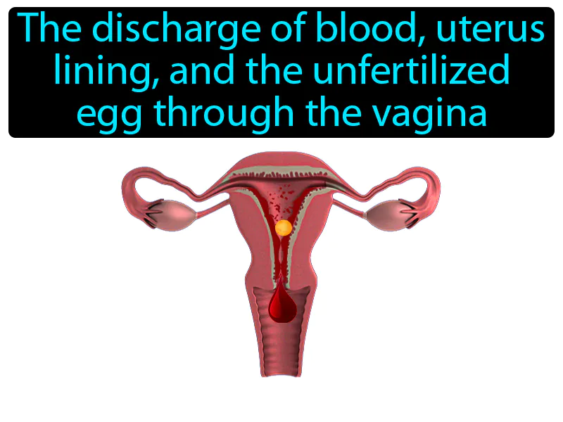 Menstruation Definition Menstruation Definition