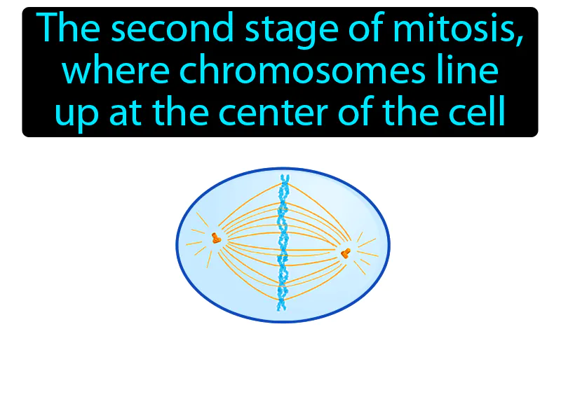 Metaphase Definition Metaphase Definition