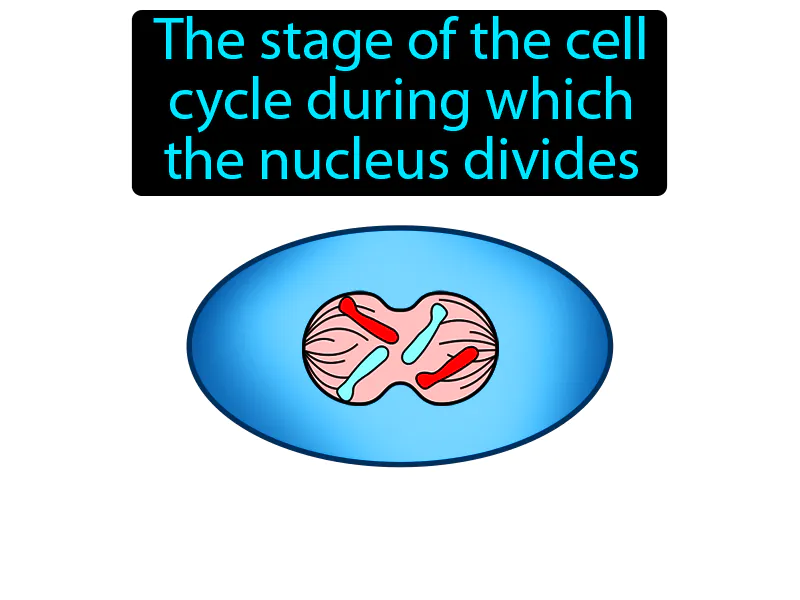 Mitosis Definition Mitosis Definition