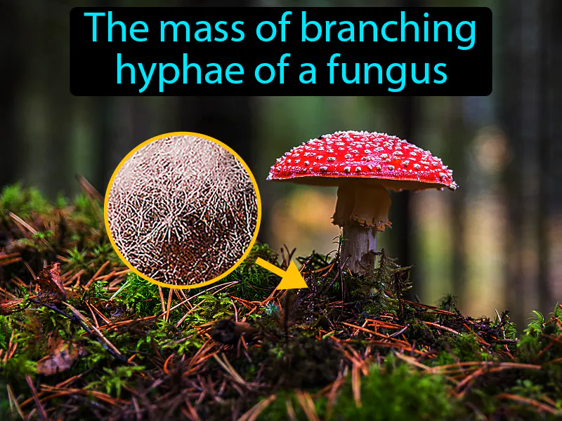 Mycelium Definition