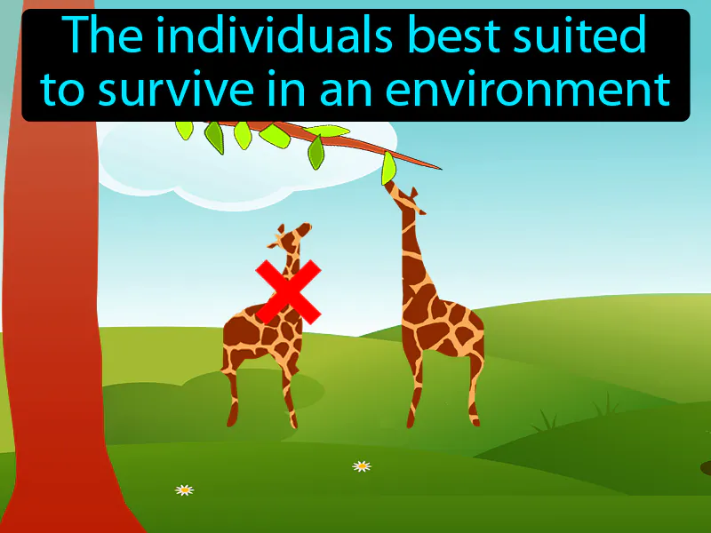 Natural Selection Definition