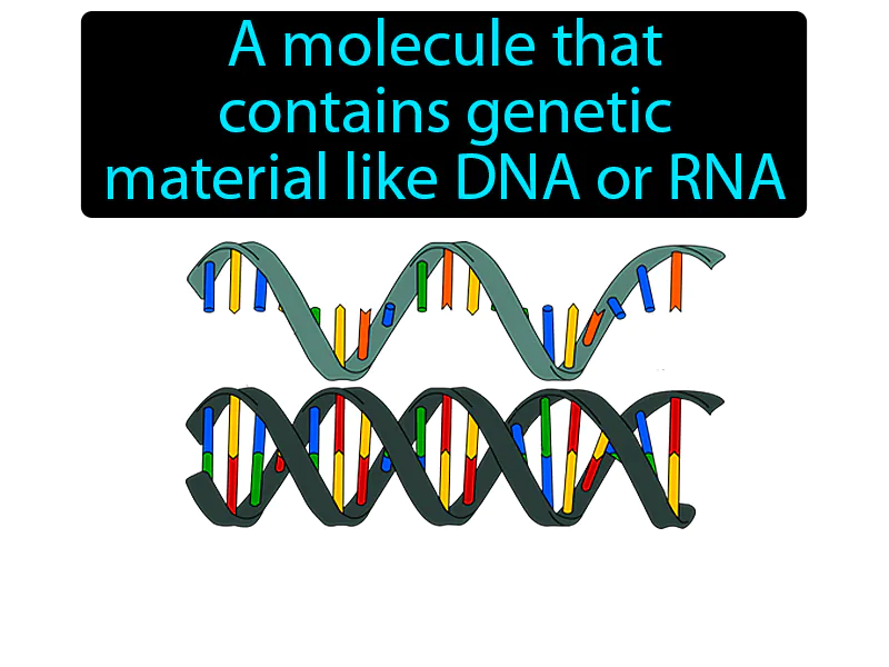 Nucleic Acid Definition
