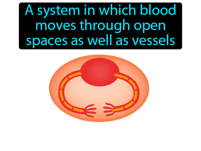 Open Circulatory System Definition Open Circulatory System Definition