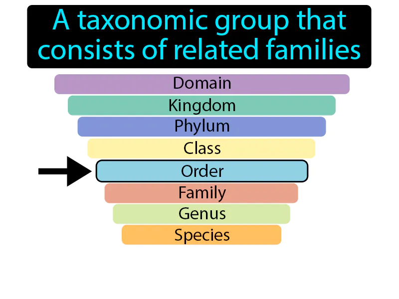 Order Definition Order Definition