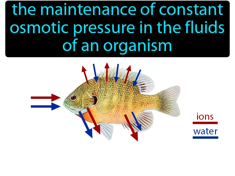 Osmoregulation Definition