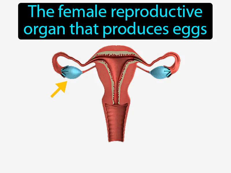 Ovary Definition