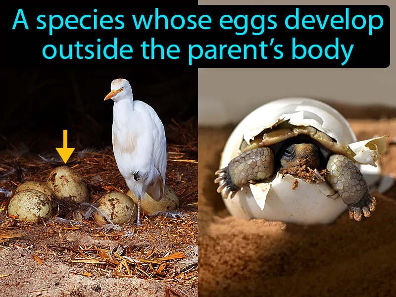 Oviparous Definition