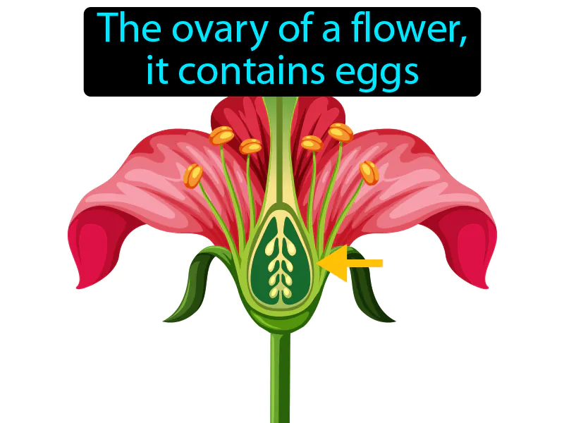 Ovule Definition