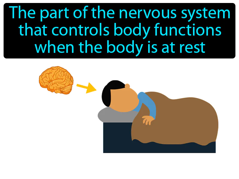 Parasympathetic Nervous System Definition