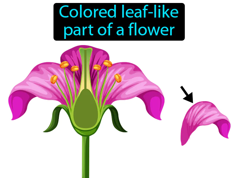 Petal Definition