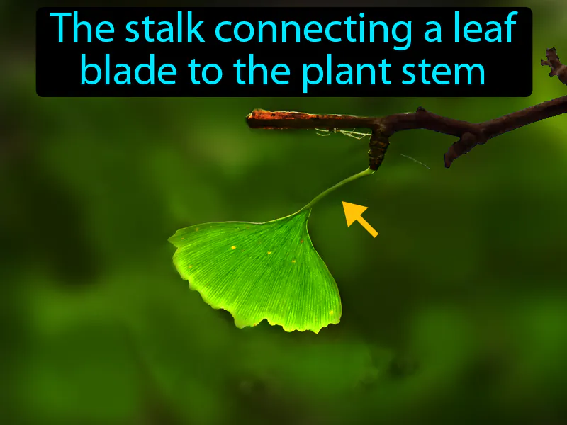 Petiole Definition Petiole Definition