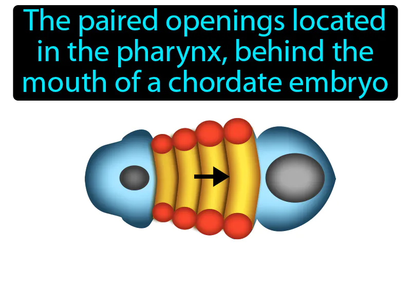 Pharyngeal Pouch Definition