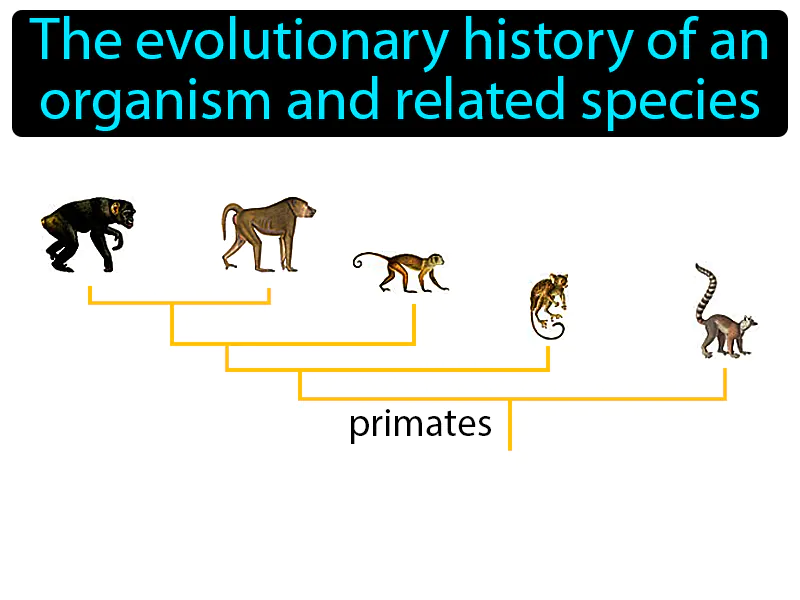 Phylogeny Definition
